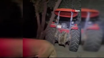 Hayvan parkından kaçan aslan fıstık bahçesinde uyuyan çiftçiye saldırdı