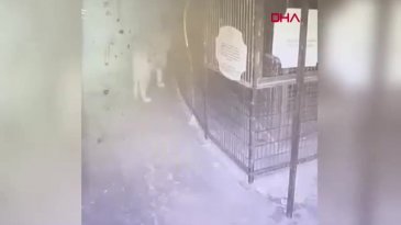 Aslan Zeus'un hayvanat bahçesinden kaçtığı anlar!