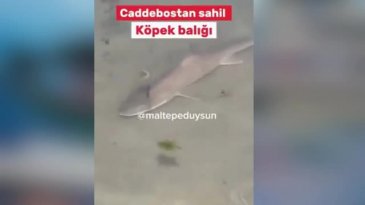 Burası Okyanus değil Marmara denizi! Bakanlar gözlerine inanamadı