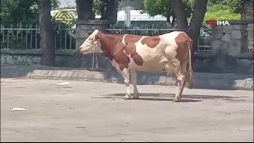 Mezbahadan kaçan inek ortalığı birbirine kattı