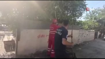 Evinin bahçesine yılan girdi