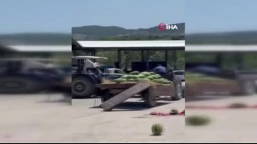 Çiftçi kendi kaybetti! Hepsini parçaladı...