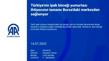 Bursa'da küçücük bir böcek, milyon dolarlık sırrı taşıyor!
