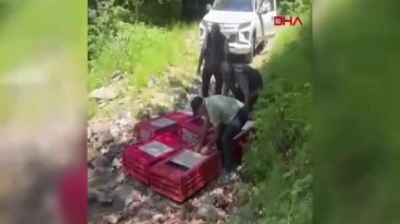 Bursa'da kabus devam ediyor! Mücadele için doğaya yeni kahramanlar salındı