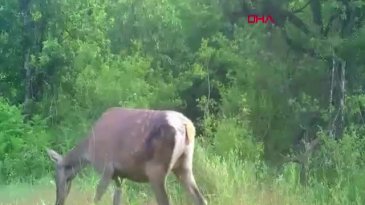 Bursa ormanlarında görüldü! Sakin adımlarla ilerledi
