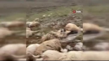 Yaylaya yıldırım düştü! Olanlar oldu...
