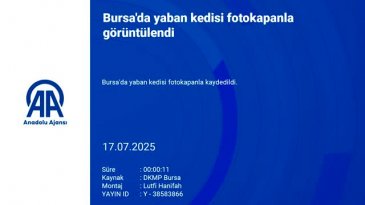 Bursa'da yaban kedisi fotokapanla görüntülendi