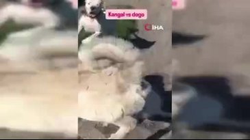 Bu nasıl insanlık? Büyük tepki çekti...