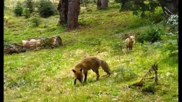 Ormanda beraber gezdiler! Bursa'da kameralara takıldı