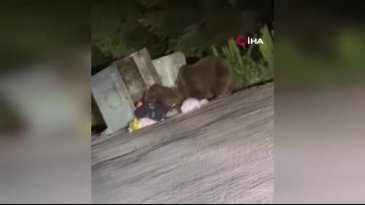 Bursa'da açlık krizi! Çöplere dadandılar
