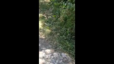 Bursa'da yaban kedileri ortaya çıktı!