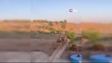 Dev etçil çekirge görenleri korkuttu!