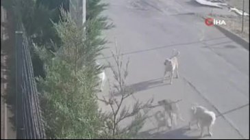Bursa'da kadın sokak ortasında kabusu yaşadı