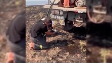 Yangından etkilenen kirpiye elleriyle su verdiler