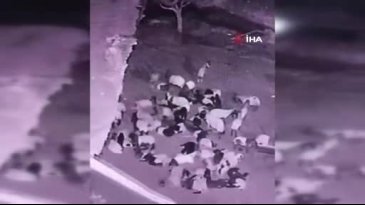Ahıra giren kurt sürüye saldırdı! O anlar kameralara yansıdı...