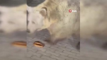Uludağ'da ayıları görmek isteyen vatandaşlardan tehlikeli hareketler