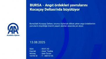 Bursa'da ailece yaşayan ördekler görenleri şaşırttı