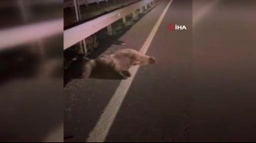 Bursa'da otomobil ayıya çarptı! Ayı oracıkta can verdi