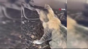 Yavru kediler yılanı maymuna çevirdi!