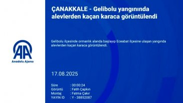 Gelibolu yangınında alevlerden kaçan karaca görüntülendi