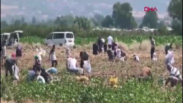 Çuval çuval doldurdular! Bursa'da satamadı bedavaya dağıttı