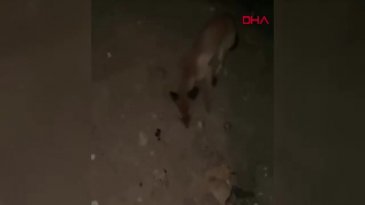 Bursa yollarında sürpriz misafir!