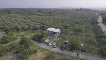 "Nilüfer'de incir hasadı başladı"