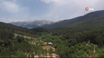 Bursa'da yok olma tehlikesi yaşıyor!