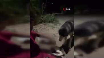 Ankara'da bir kişi köpeğine alkol içirdi