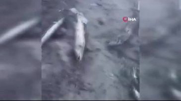 Bursa'da kuraklığı gözler önüne seren görüntüler...