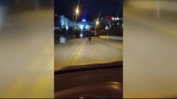 Ankara'da sokakta gezen ayı görüntülendi!