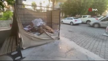 Kediyi vahşice tekmelemişti! Cezasız kalmadı...