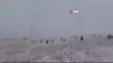 Yılın ilk karı yağdı!