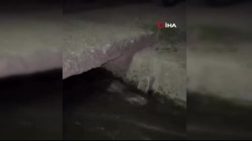 Bursa'da görenler hemen telefonu çıkardı! Tedirgin oldular...