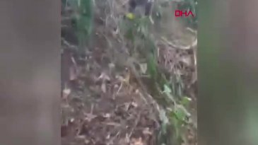 Ormanda tuzağa takılan ayı, iğneyle bayıltılarak kurtarıldı