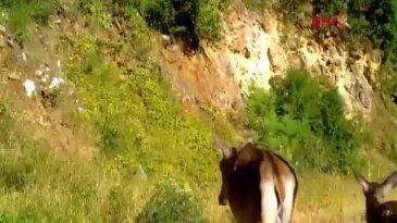 Dünyanın en büyük ailesi, Bursa ormanlarında