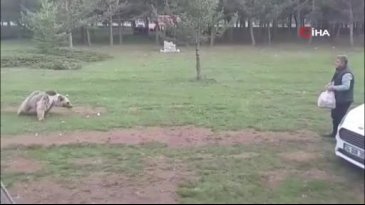 Bozayıyı ekmekle böyle doyurdu! O anlar kamerada