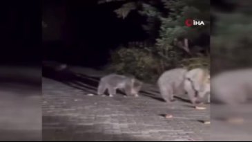 Bursa'da gezintiye çıktılar! Karşılaşınca şaşkına döndüler