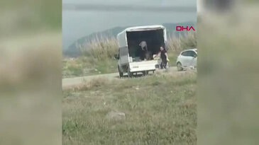 Tepki yağdı! Bir kamyonet dolusu sokak köpeğini bıraktıkları yere bakın...