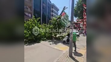 Bursa'nın bir ilçesinde büyük panik! dev ağaç bir anda yıkıldı