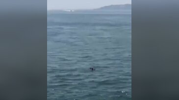 Bursa'nın yanı başında korku dolu anlar! Kurtarmak isterken feribotta mahsur kaldı...