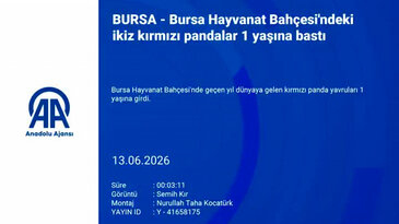 Bursa Hayvanat Bahçesi'ndeki ikiz kırmızı pandalar 1 yaşına bastı