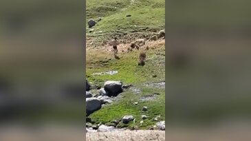 Görüntü Türkiye'den! Kamera dehşet anlarının her saniyesini kaydetti