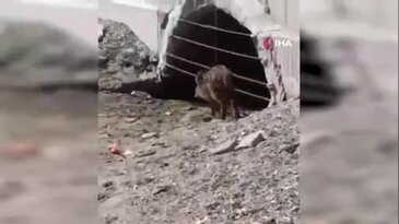 Mudanya sahilinde akılalmaz görüntüler: Dalga sesleri arasında herkesi şoke eden misafir