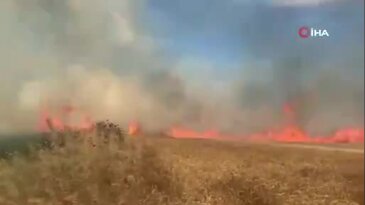 Bir sigara izmaritinin maliyeti! 100 dekarlık ekili alan küle döndü...