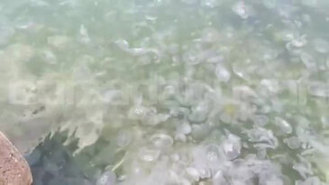 Bursa Gemlik Körfezi'nde deniz anası yoğunluğu!