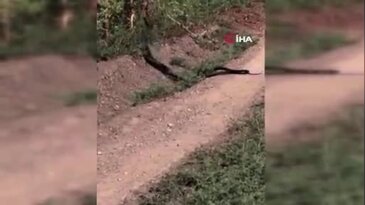 Yol kenarında görülen yılan dansı kameraya yansıdı