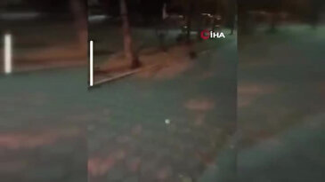 Roller değişti! Bu sefer kaçan fare değil kedi oldu...
