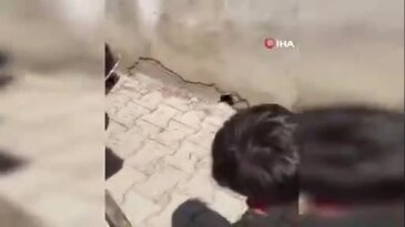 Yılanı yakaladı ama hesaba katmadığı şey başına geldi!