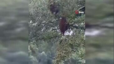 Kamyon devrildi, milyonlarcası şehre dağıldı: Evde kalın